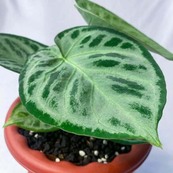 Anthurium Dorayaki Silver Blush