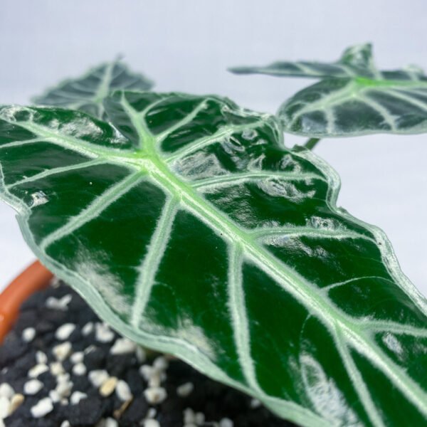 Alocasia Parasol Mini
