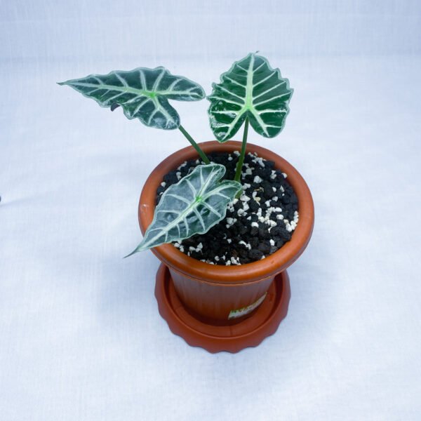 Alocasia Parasol Mini