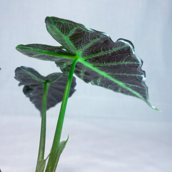 Alocasia Parasol Mini