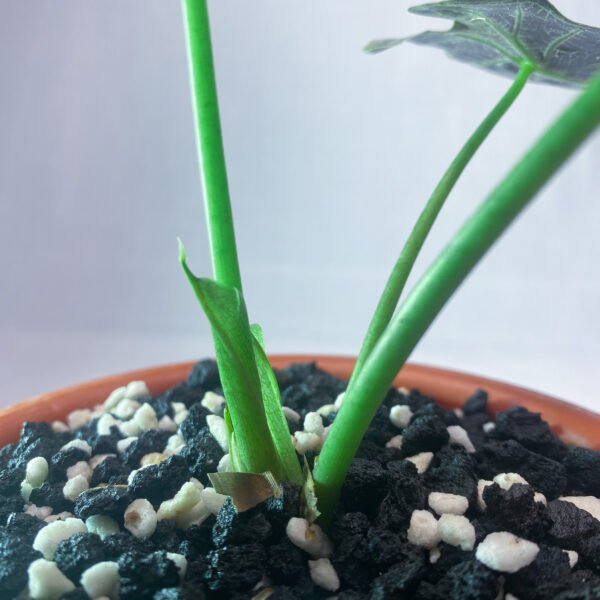 Alocasia Parasol Mini