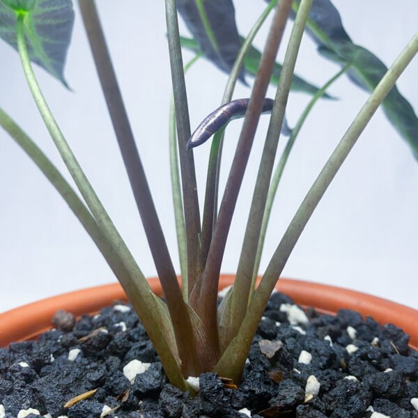 Alocasia Bambino