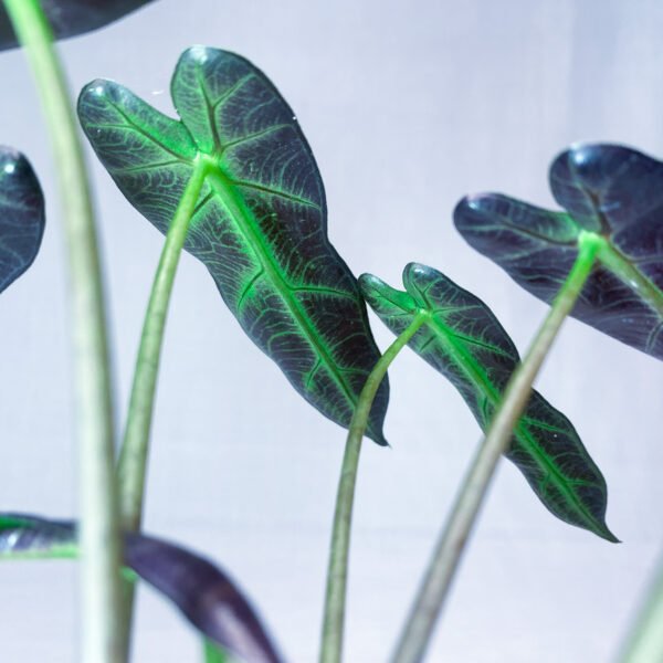 Alocasia Bambino