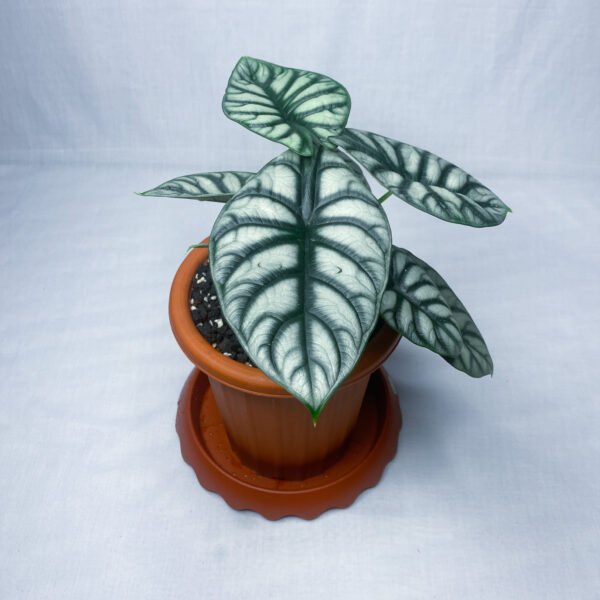 Alocasia Dragon Silver