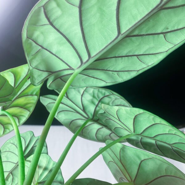 Alocasia Dragon Silver