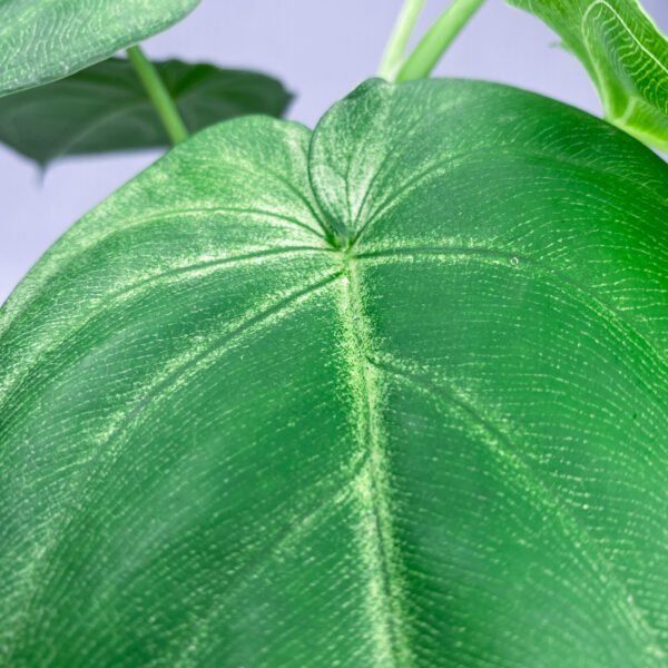 Syngonium Frosted Heart