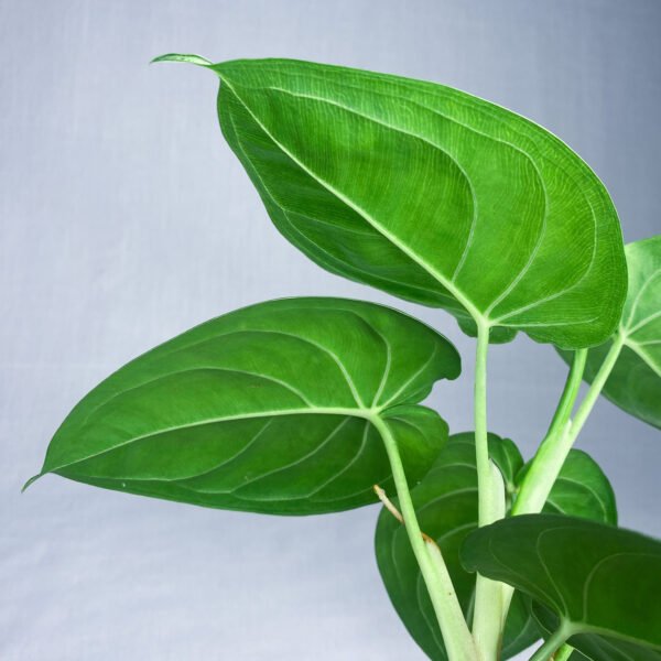 Syngonium Frosted Heart