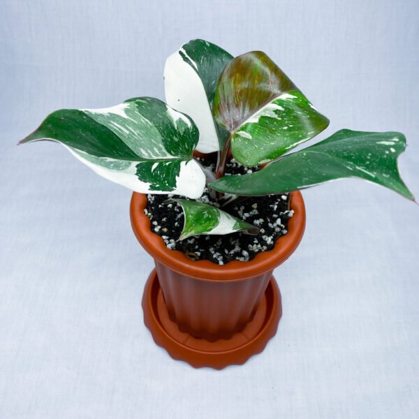 Philodendron White Knight Marble