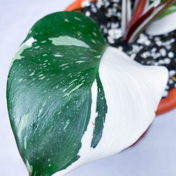 Philodendron White Knight Marble