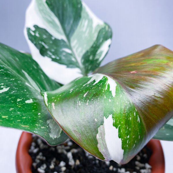 Philodendron White Knight Marble