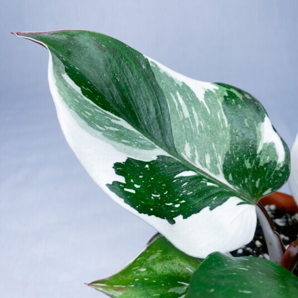 Philodendron White Knight Marble