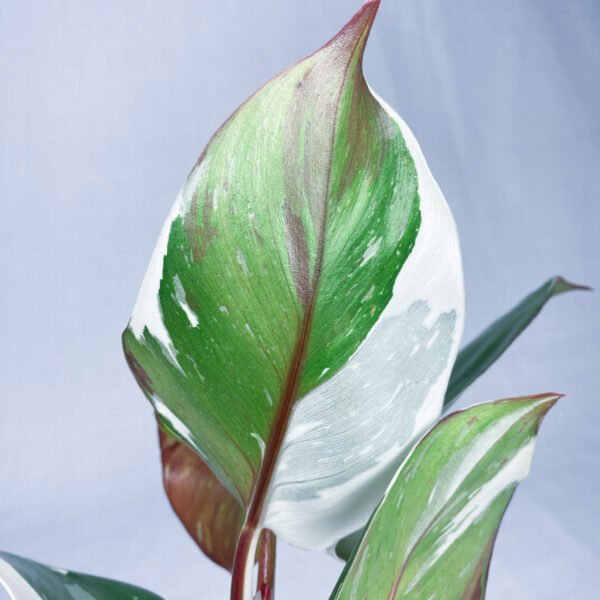 Philodendron White Knight Marble