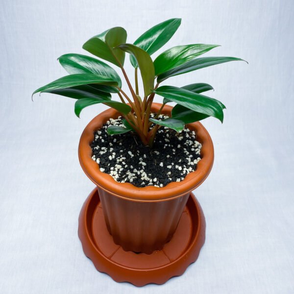 Philodendron Red Congo