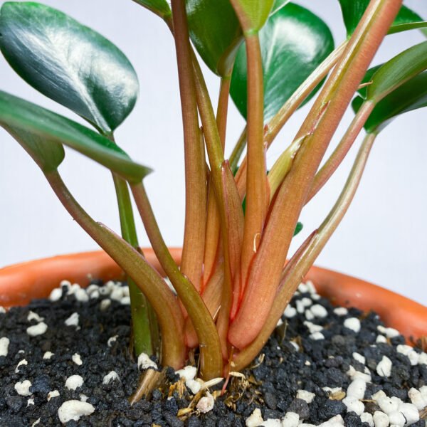 Philodendron Red Congo