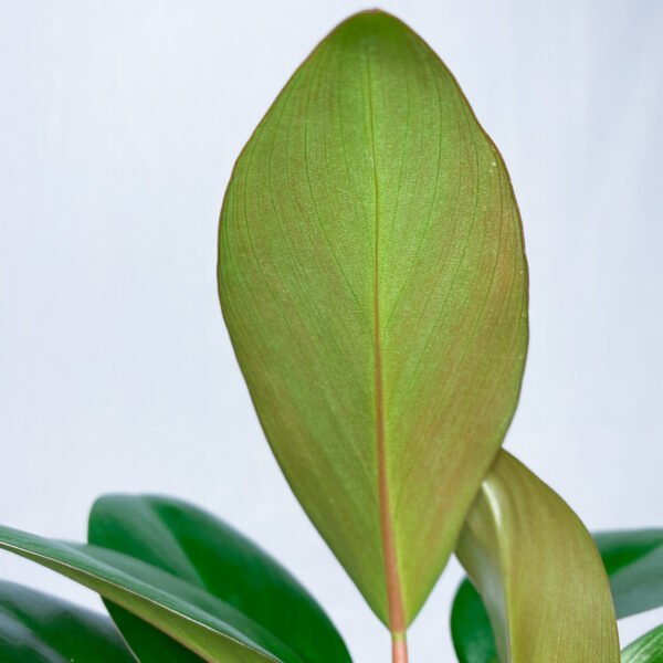 Philodendron Red Congo