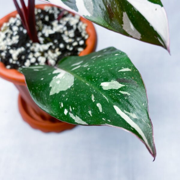 Philodendron Red Anderson