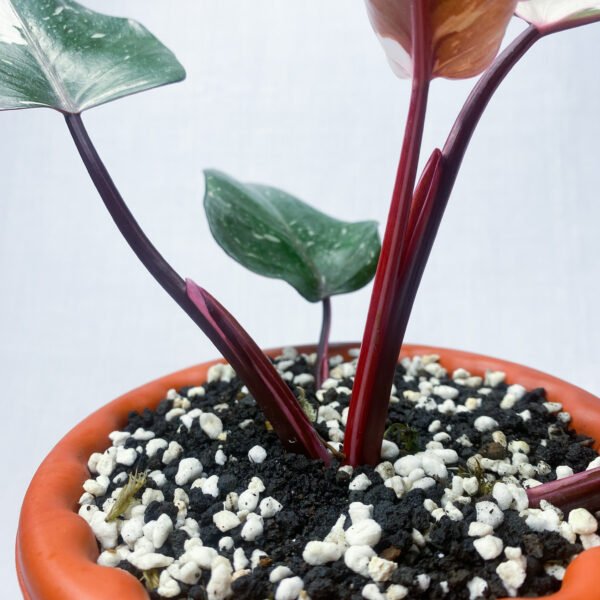 Philodendron Red Anderson