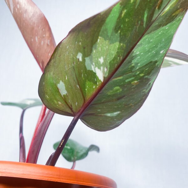 Philodendron Red Anderson